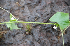 Zehneria scabra